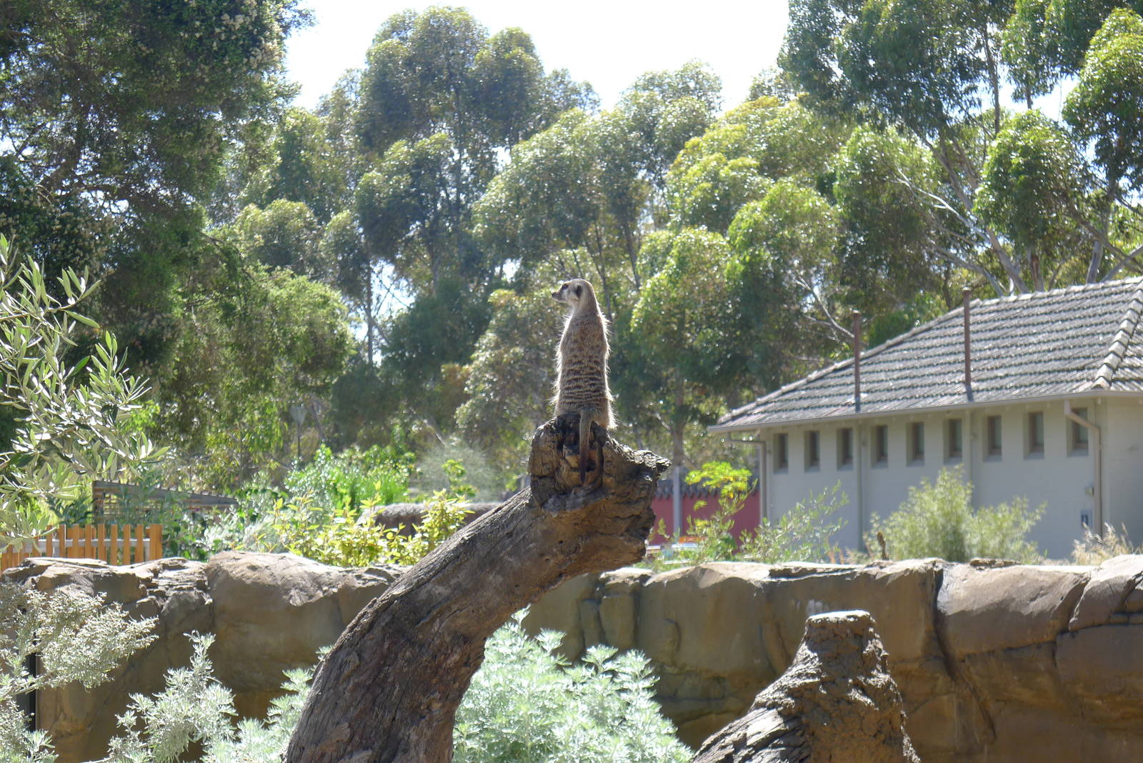 The new Growing Wild precinct