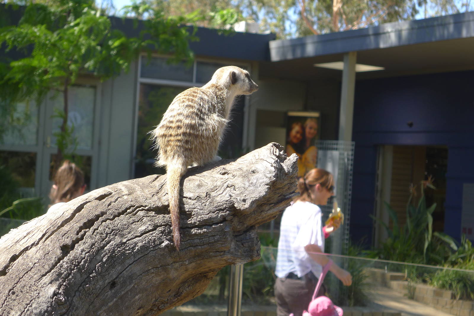 The new Growing Wild precinct