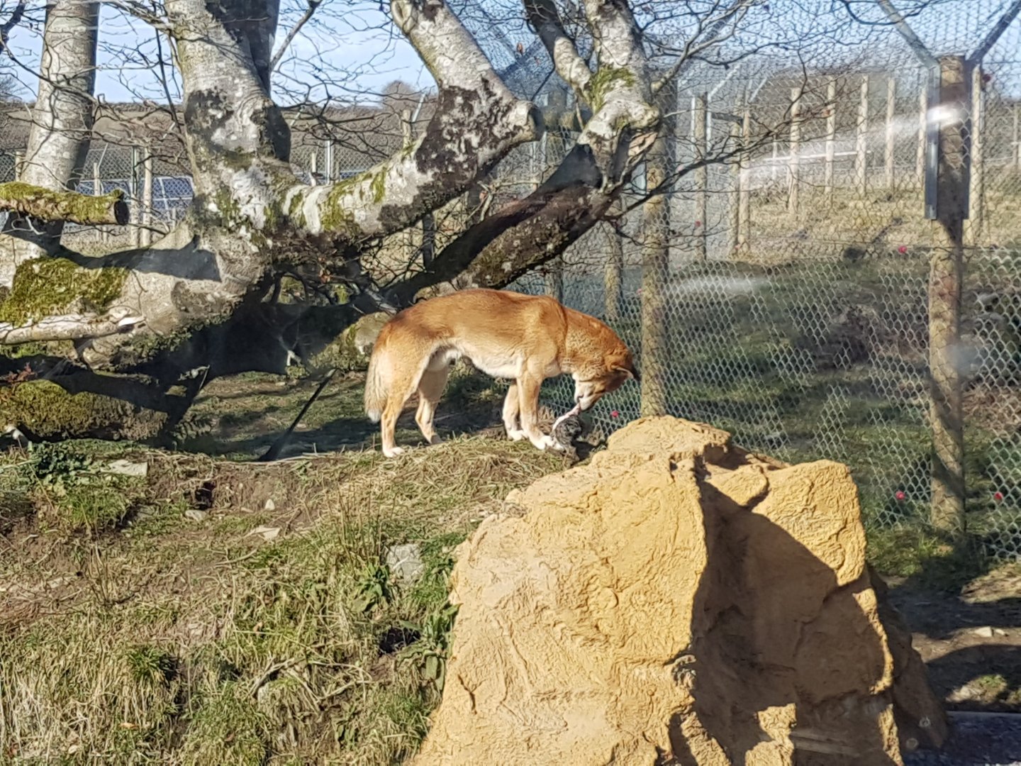 The New Guinea singing dog  - Exmoor Zoo, March 2016