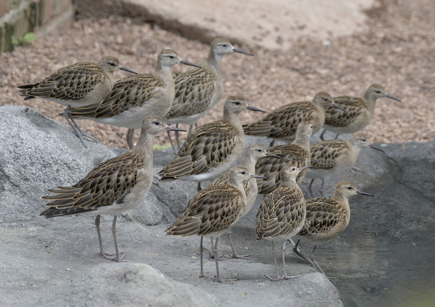 The new inhabitants of the Cottage Aviary