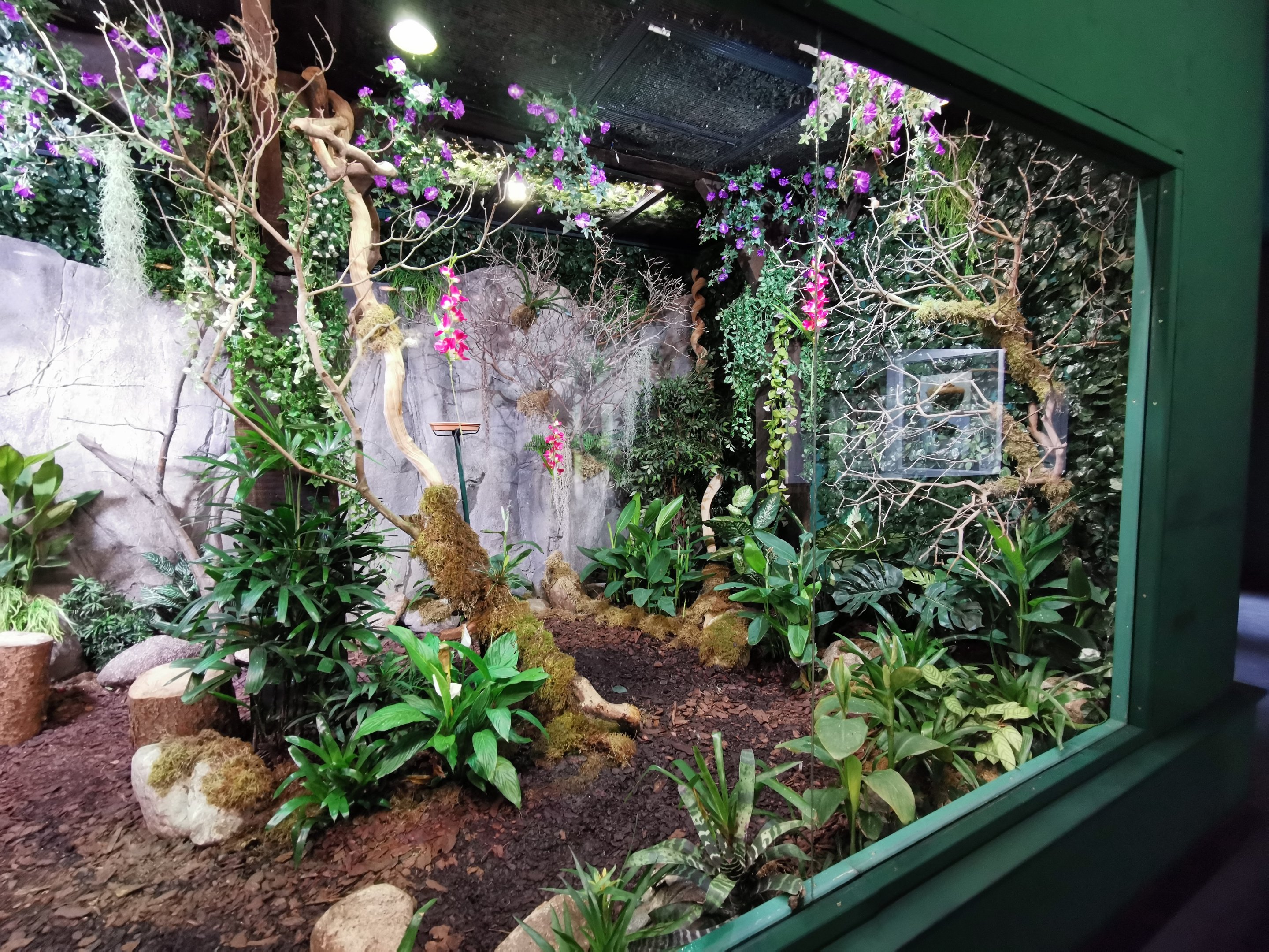 The new larger exhibit for hummingbirds