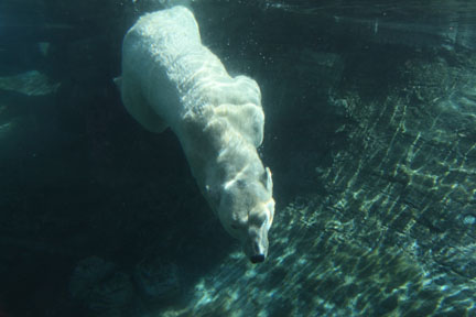 The New Polar Bear Plunge