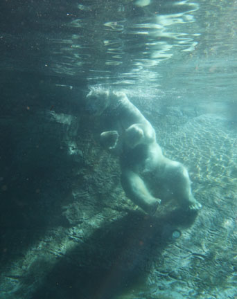 The New Polar Bear Plunge