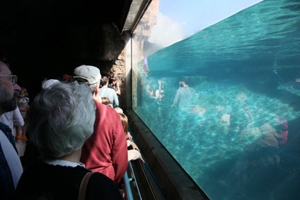 The New Polar Bear Plunge