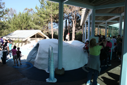 The New Polar Bear Plunge