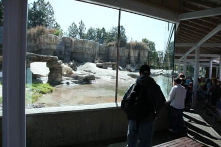 The New Polar Bear Plunge