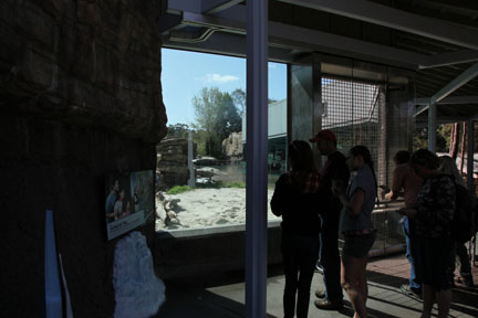 The New Polar Bear Plunge