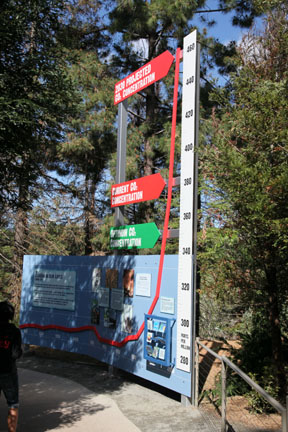 The New Polar Bear Plunge