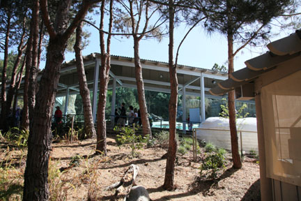 The New Polar Bear Plunge