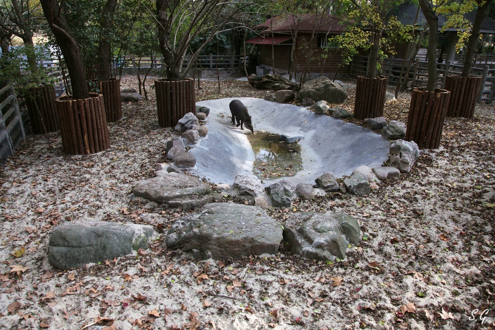 The new second tapir enclosure for the newly-independent youth