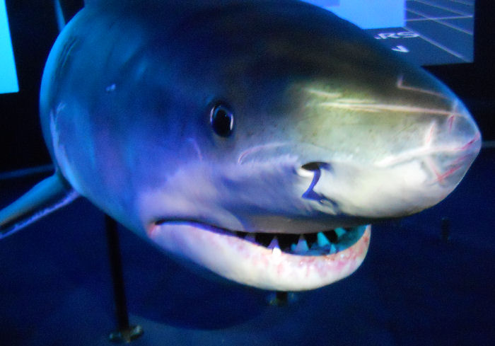 The new SHARK HQ - Animatronic Great White