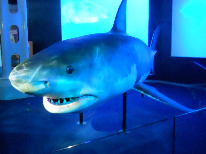 The new SHARK HQ - Animatronic Great White