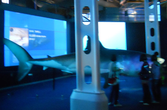 The new SHARK HQ - Animatronic Great White
