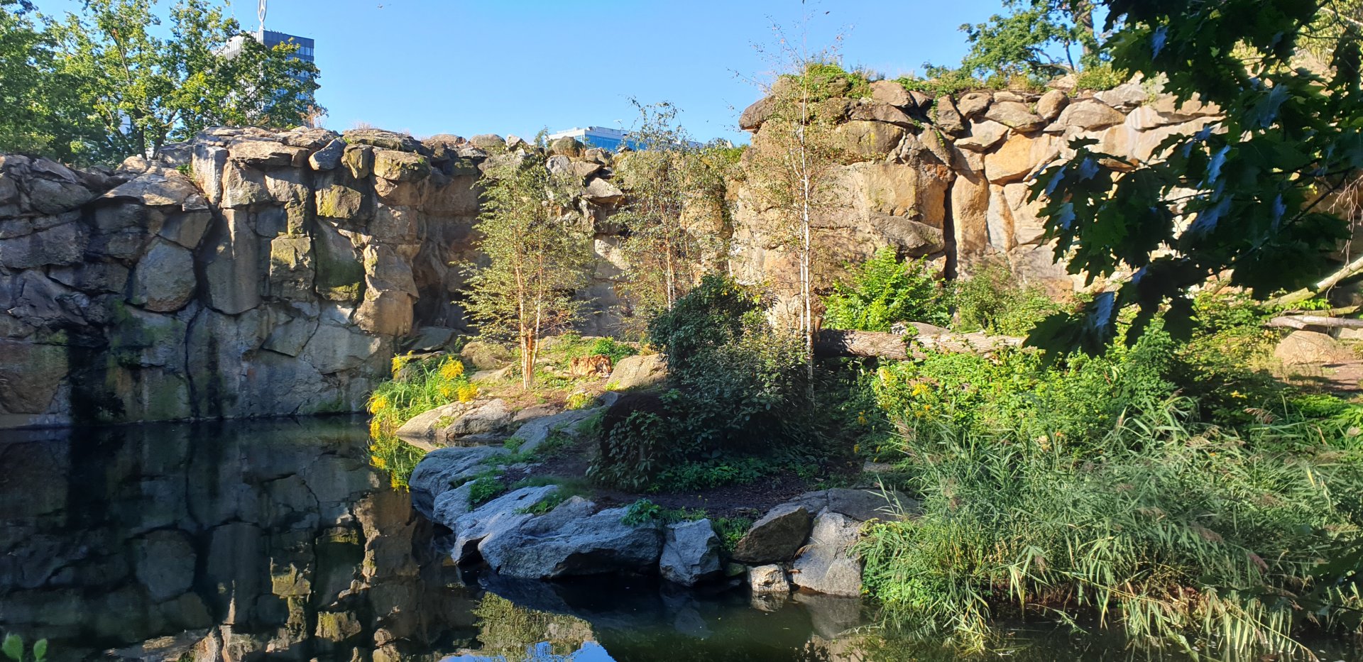 The new Siberian Tiger enclosure