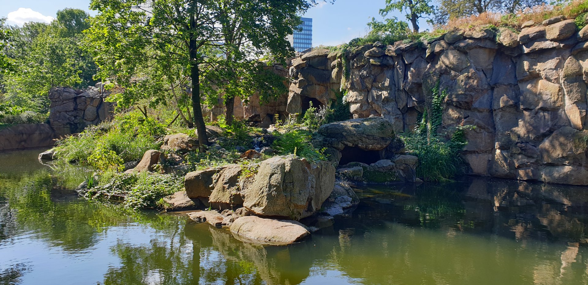 The new Siberian Tiger enclosure