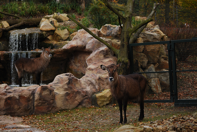 The new stream on the african savannah