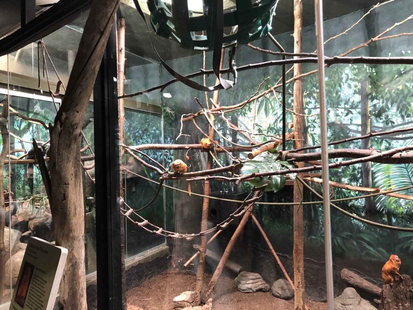 The newly renovated indoor South American primate exhibit