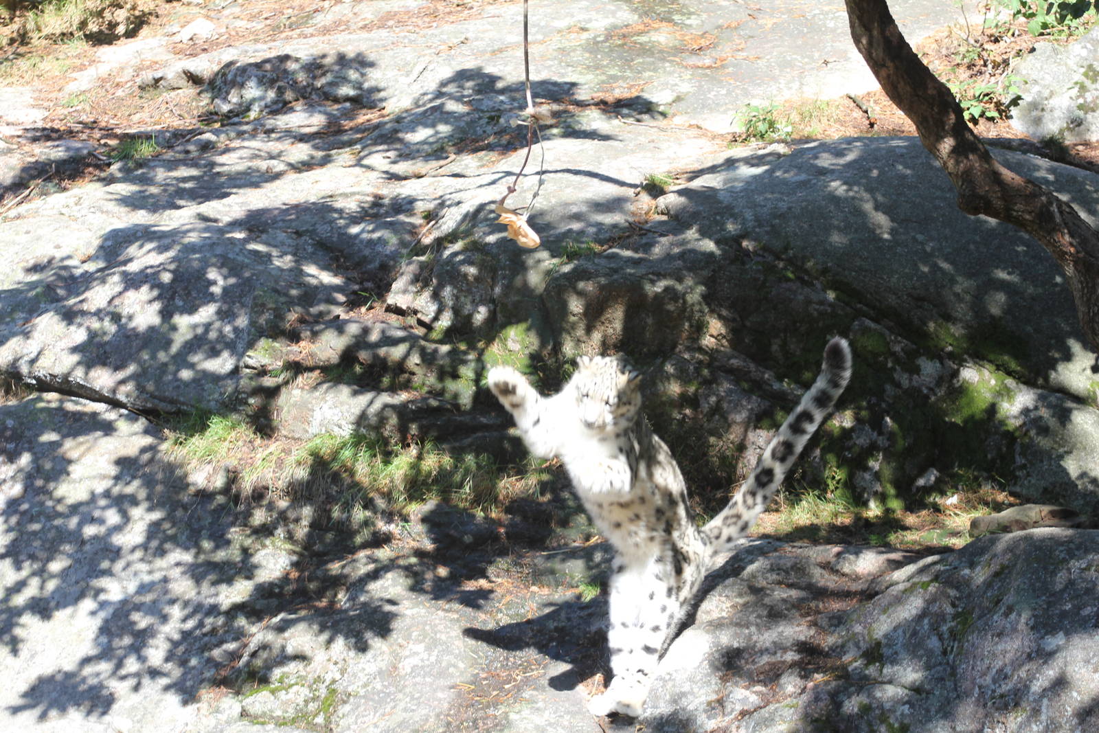 The next NBA Player?