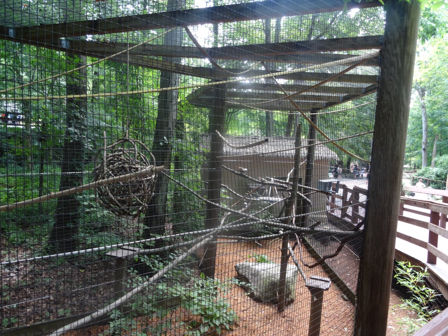 The Nicest Exhibit is for the Smallest Primates- Cottontop Tamarin