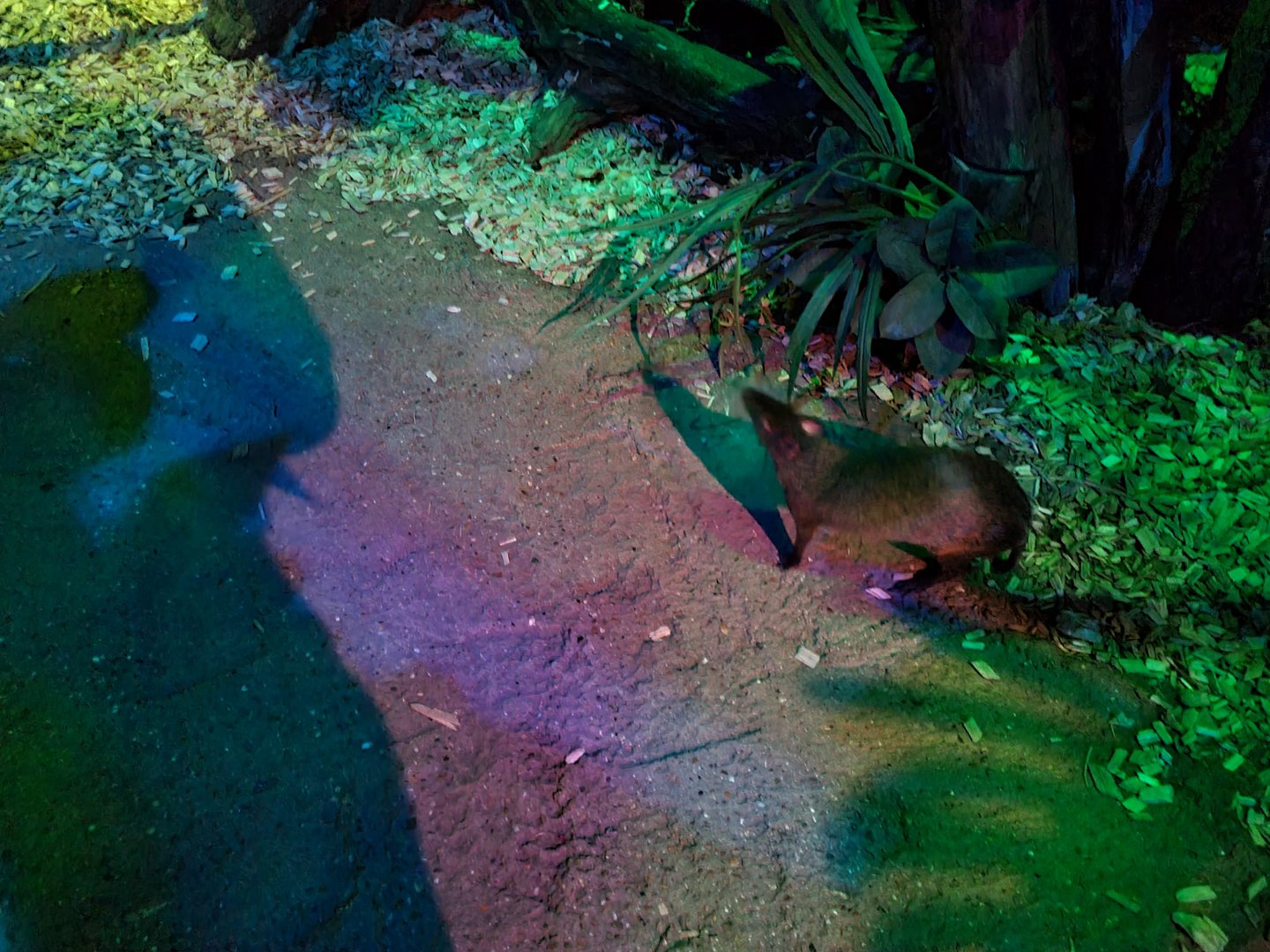 The Night - Azara's agouti