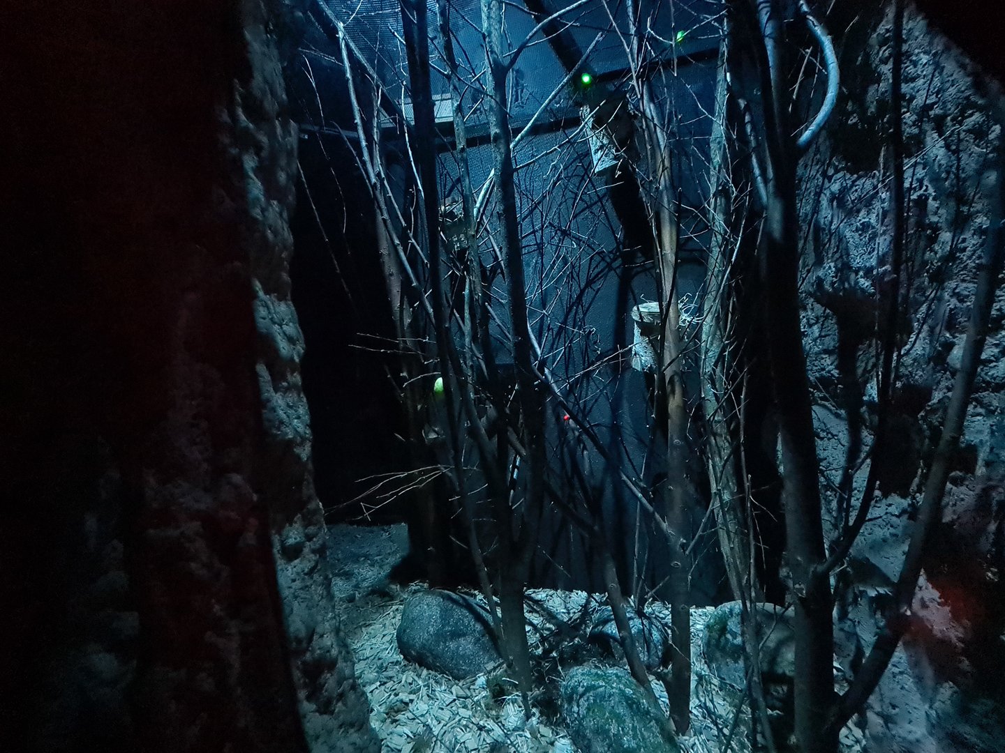 The Night - Feathertail glider enclosure