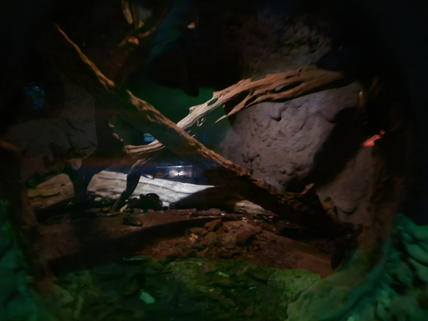 The Night - Hissing cockroach enclosure