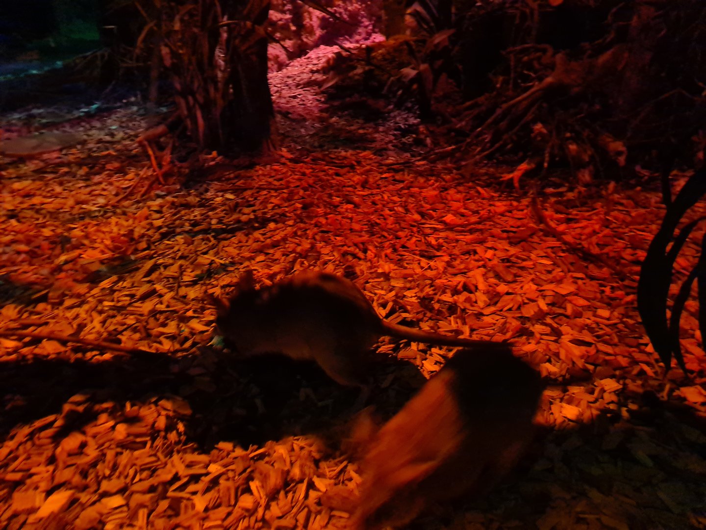 The Night - Malagasy jumping rats