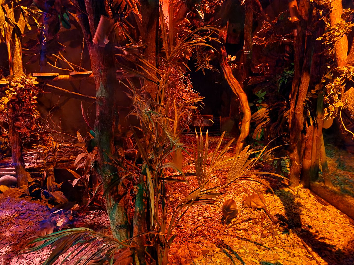 The Night - Separated enclosure