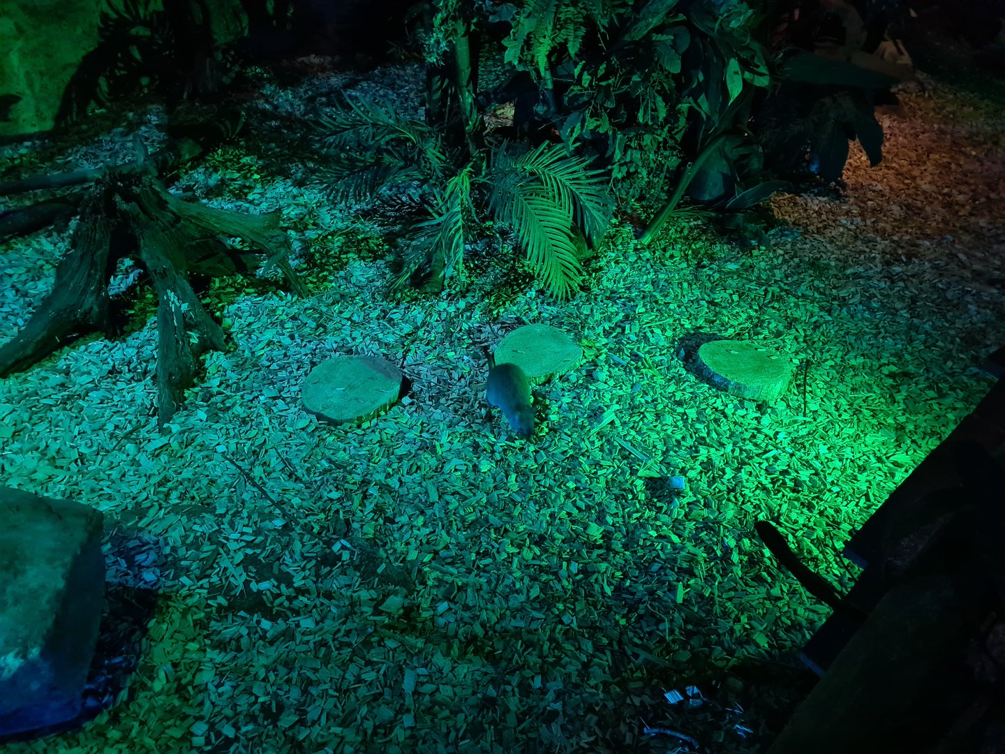 The Night - Western woylie in first hall