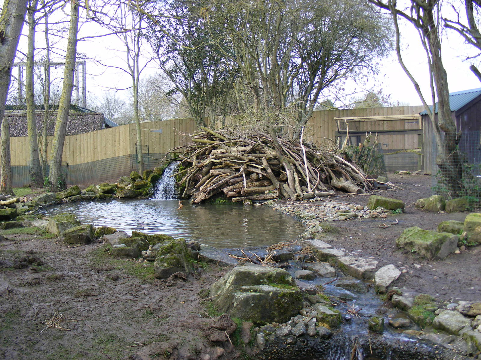 The North American beaver lodge at Drusillas Park, 20 March 2011