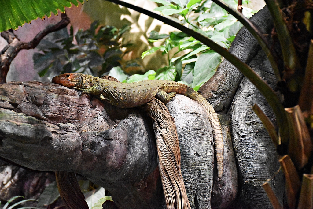 The Northern Caiman Lizard