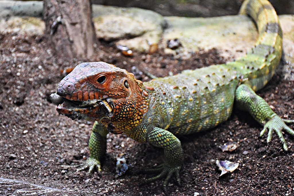 The Northern Caiman Lizard
