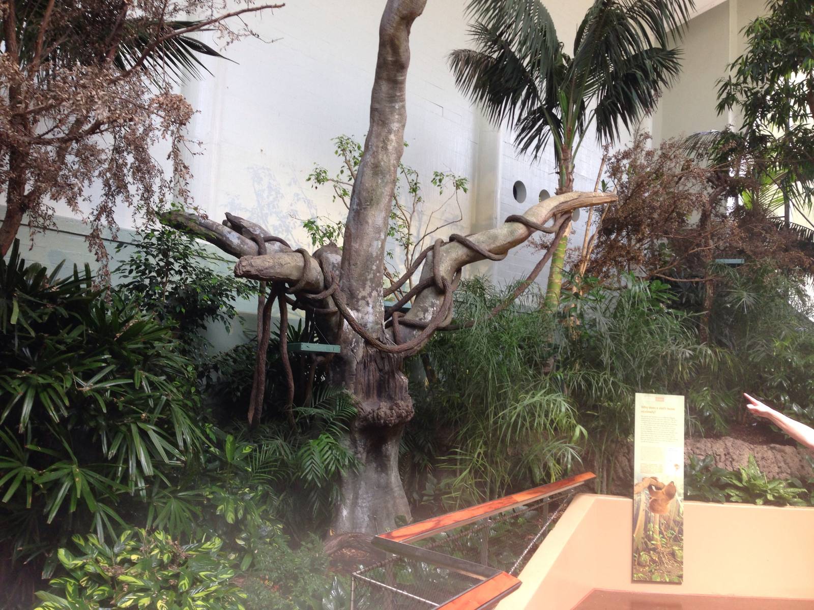 The northern portion of he exhibit didn't chage much. The trees and vines a