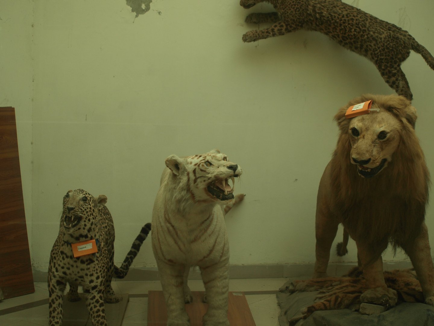 The not so good zoo taxidermy - Lahore zoo 8/4/2017