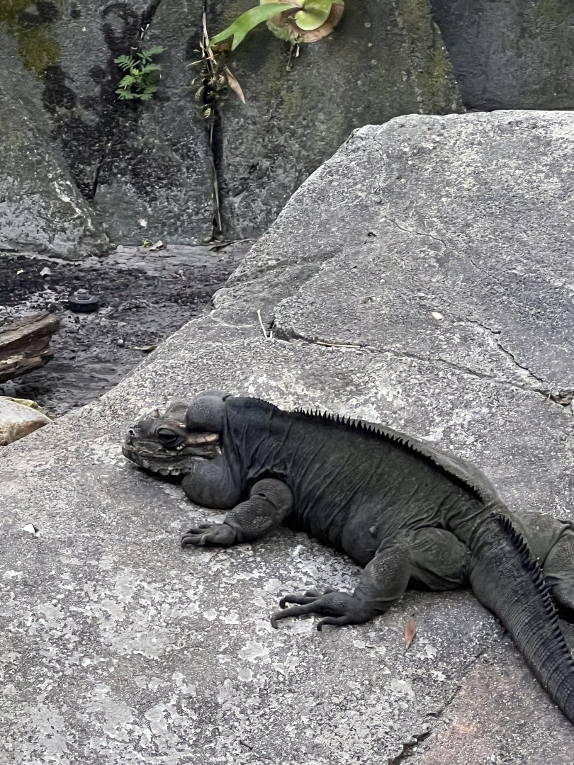 The Oasis- Rhinoceros Iguana- Sid