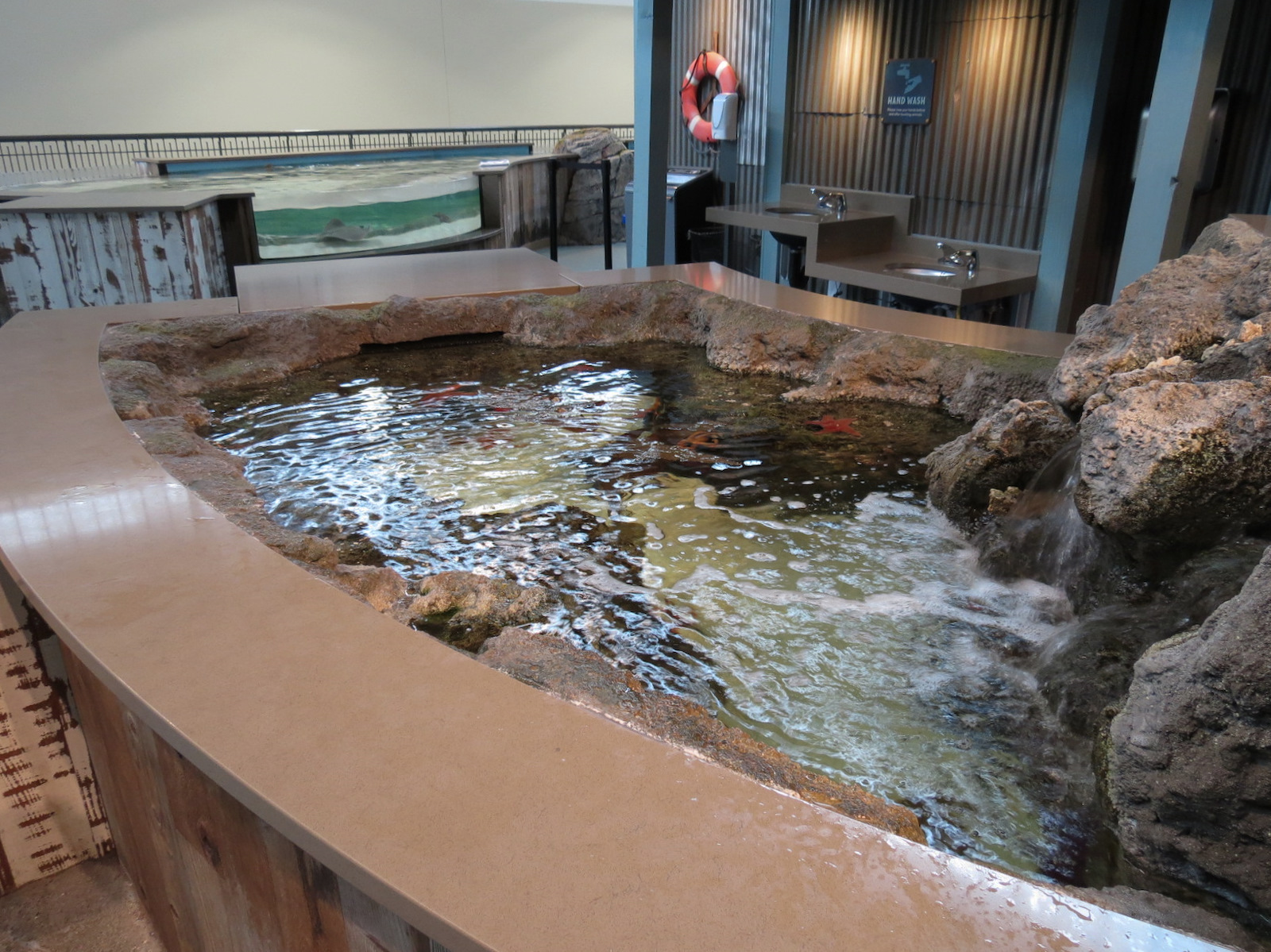 The Ocean Shore - Lower Tidepool Touch Tank