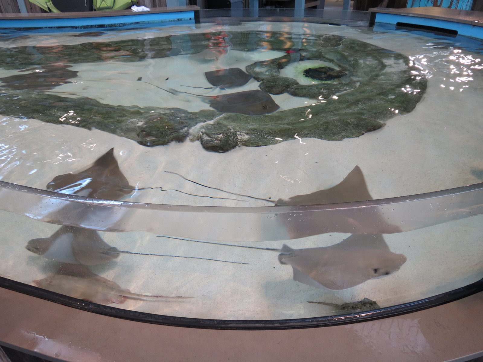 The Ocean Shore - Touch Tank - Cownose Ray