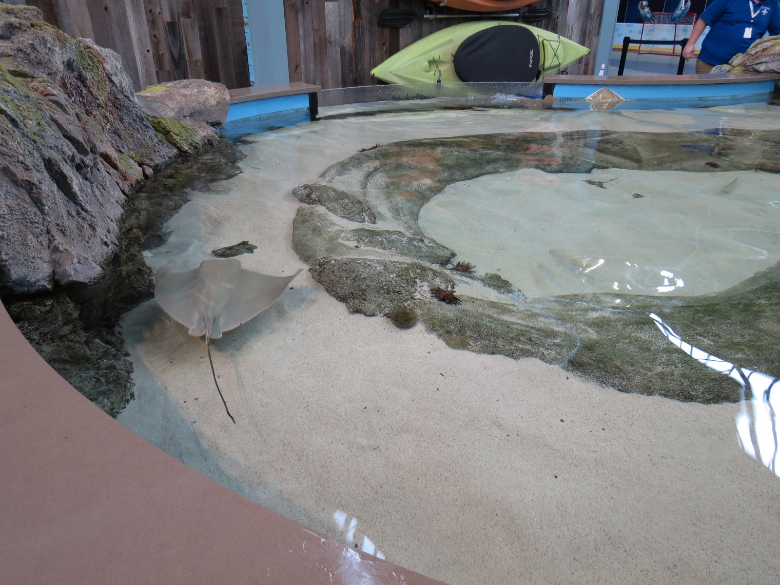 The Ocean Shore - Touch Tank - Cownose Ray