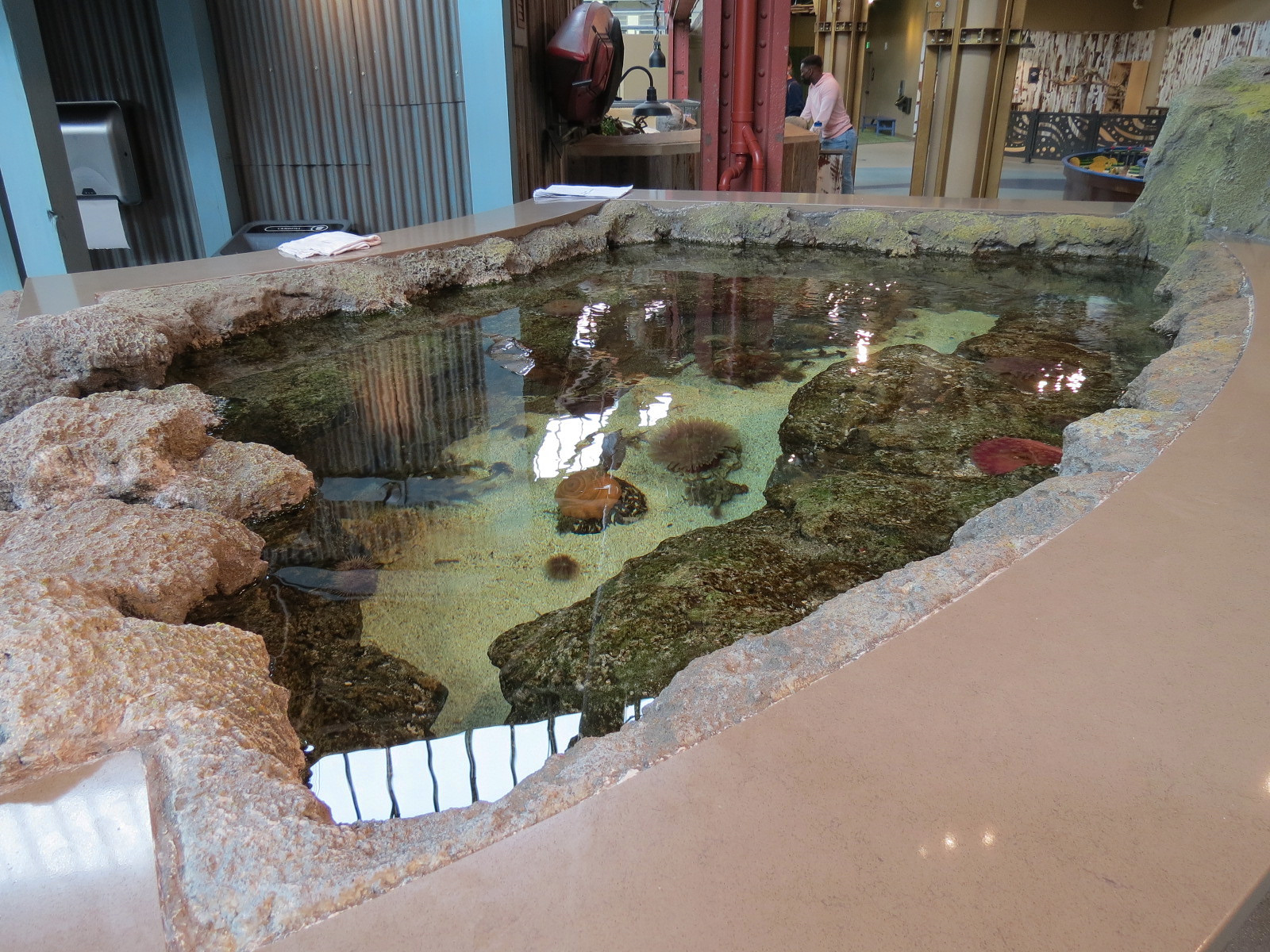 The Ocean Shore - Upper Tidepool Touch Tank