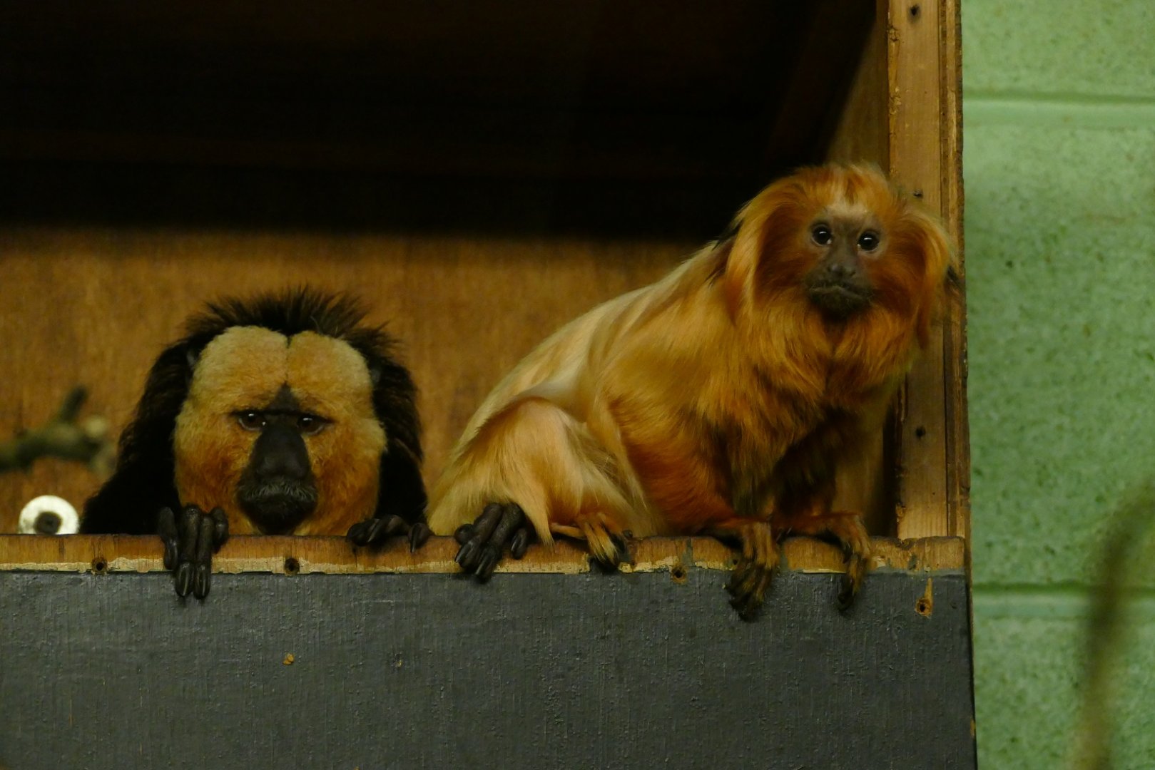 The Odd Couple, February 2019