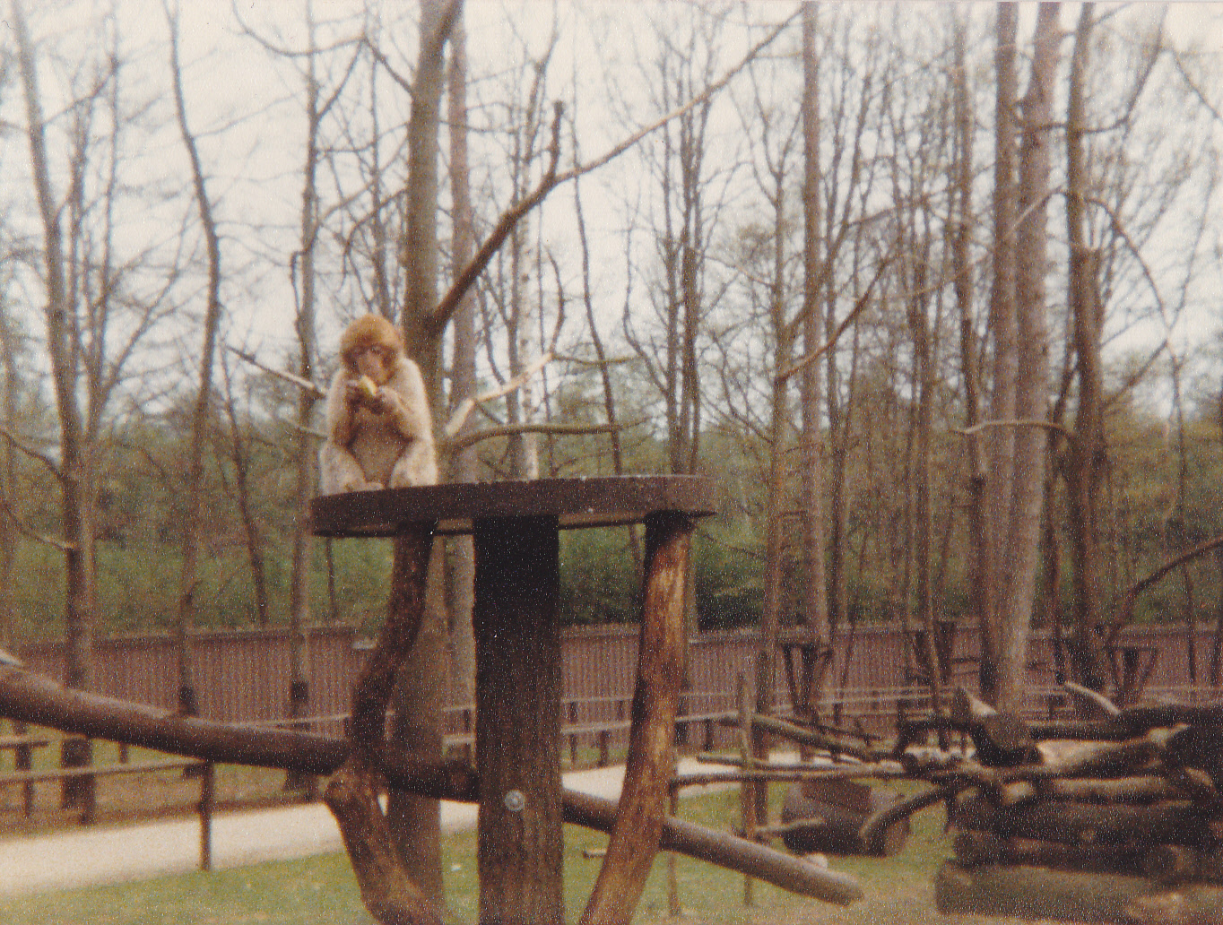 The old Barbary monkey-enclosure