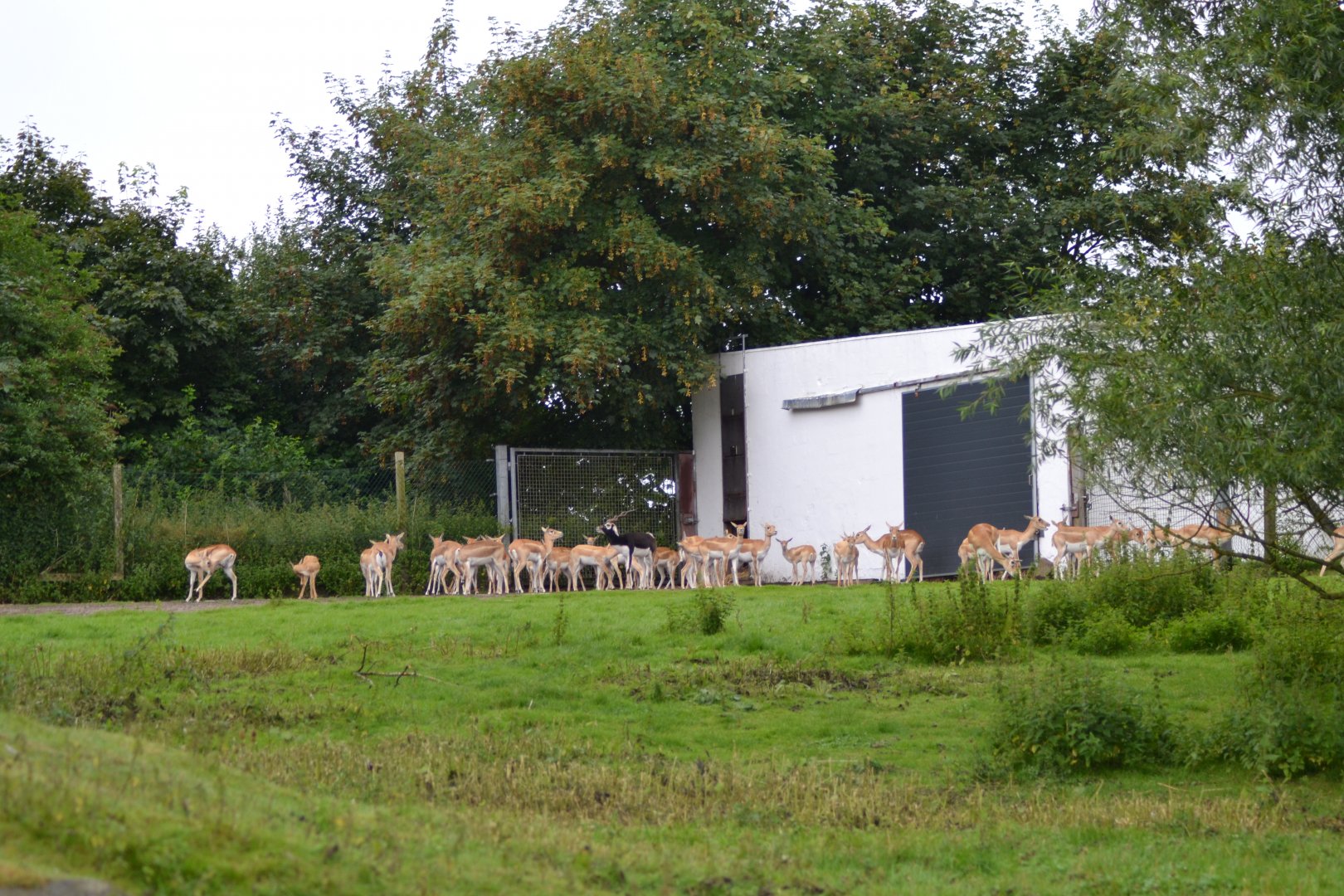 The old blackbuck enclosure in Givskud Zoo