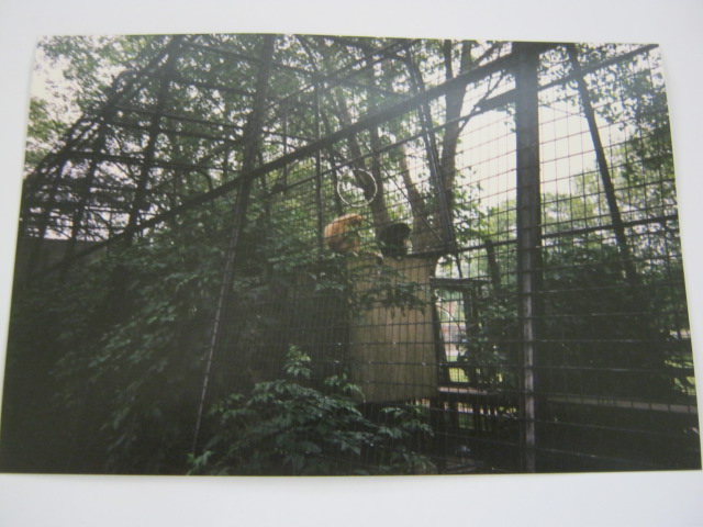 The old Gibbon Cage on the lawn, London Zoo 1990.