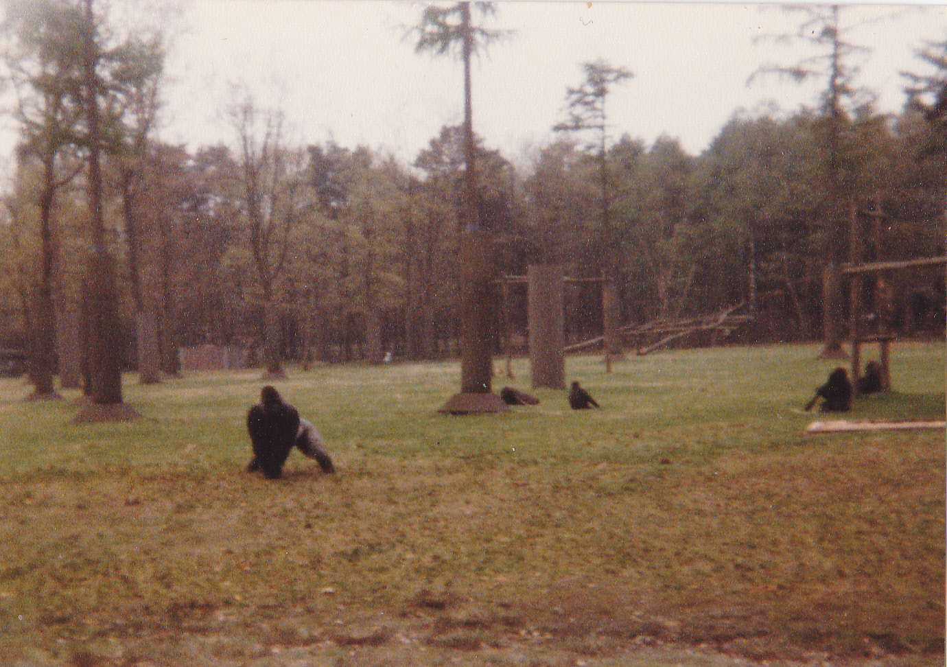 The old gorilla-island