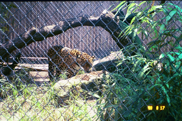 The old Jaguar exhibit