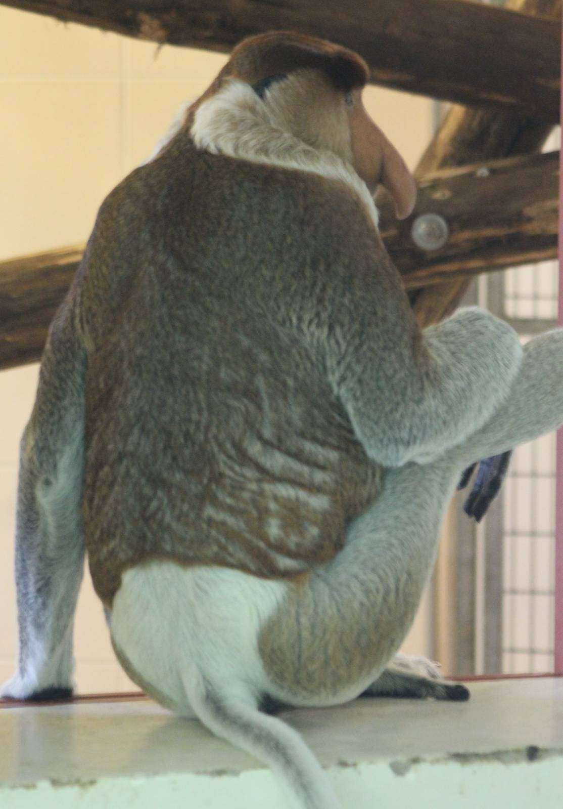 The old Proboscis monkey