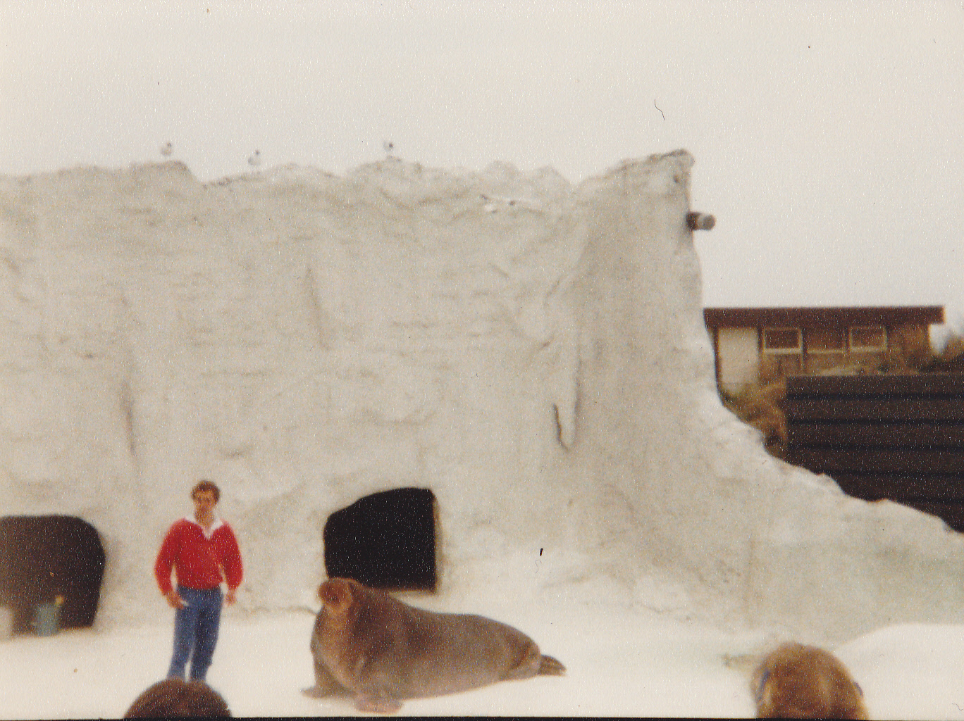 The old Walrus-enclosure