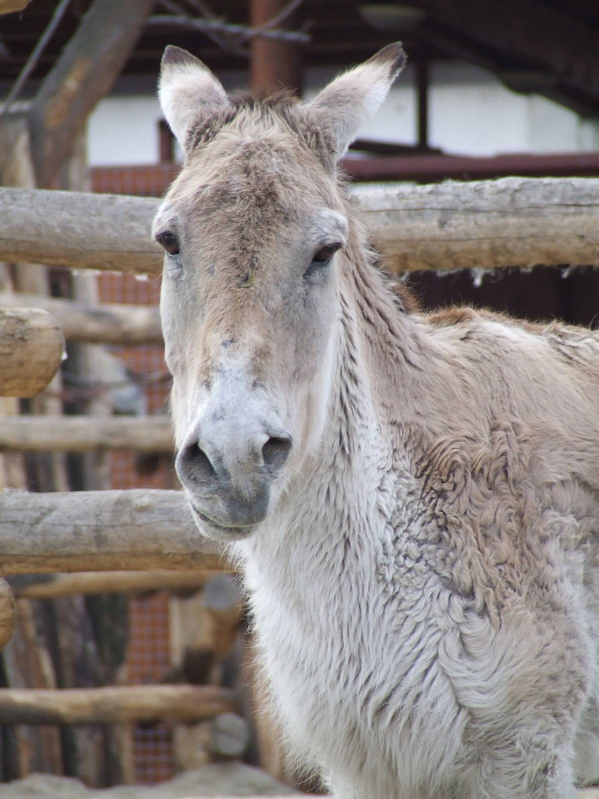 The oldest still living captive Onager @ Budapest Zoo