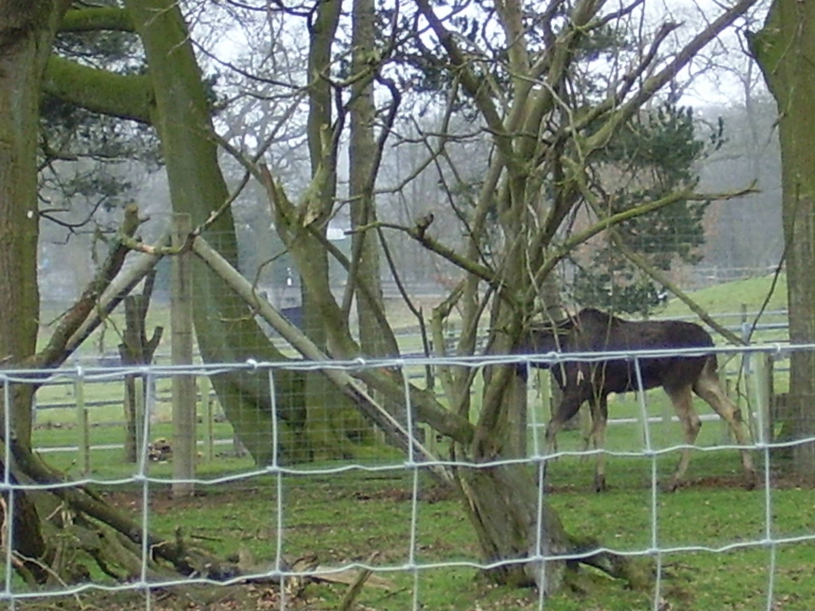 the one and only new animal out on display yesterday