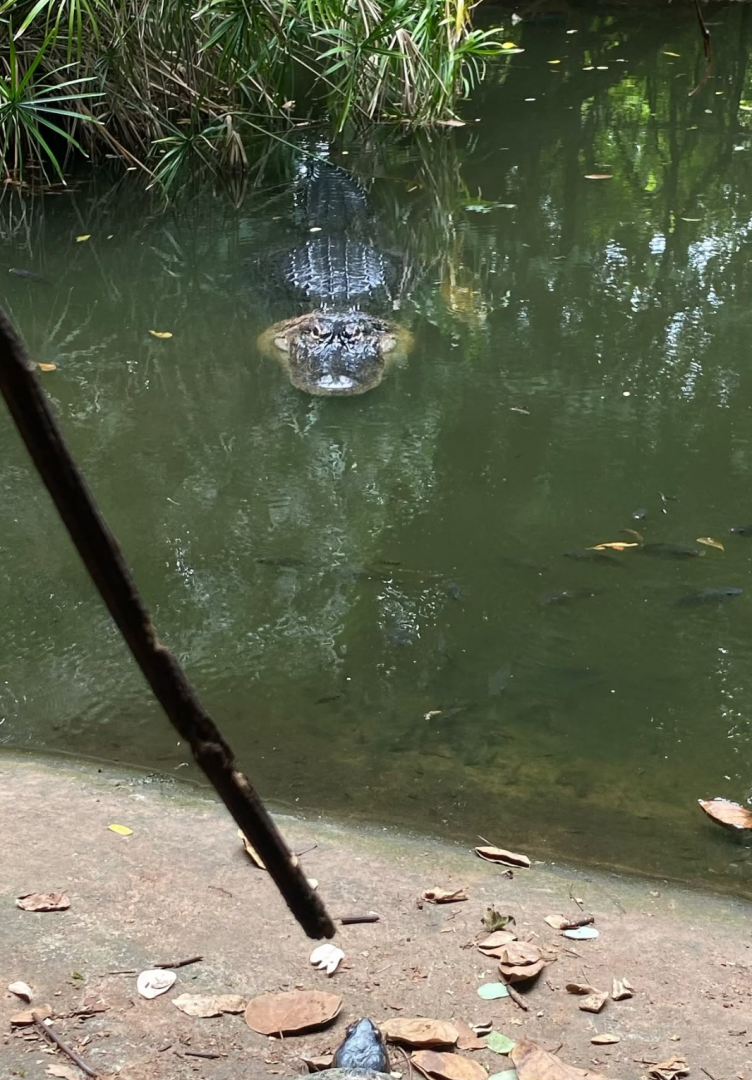 The only American alligator in a Thai zoo